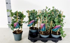 Dekoratyvinis krūmas, eukaliptas "Cinerea", vazonėlio skersmuo 12 cm.