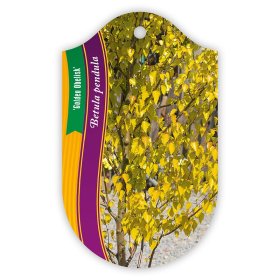 Dekoratyvinis medis, beržas karpotasis "Golden Obelisk", vazonėlio skersmuo 28 cm.