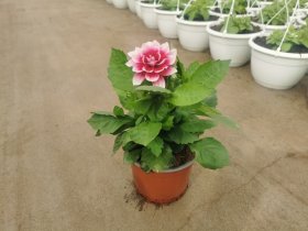 Vienmetė gėlė, jurginas, vazonėlio skersmuo 15 cm.