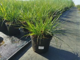 Žolinis augalas, soruolė, vazonas 2 l.