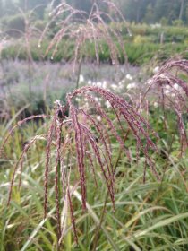 Žolinis augalas, kininis miskantas, vazonėlio skersmuo 17 cm.