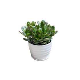 Kambarinis augalas, storalapis, keraminiame vazonėlyje, vazonėlio skersmuo 11 cm.