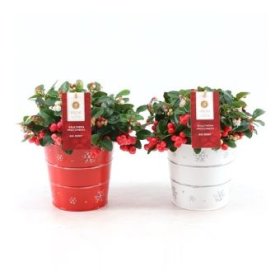 Šliaužiantis augalas, bruknuolė "Big Berry", metaliniame vazonėlyje, vazonėlio skersmuo 14 cm.