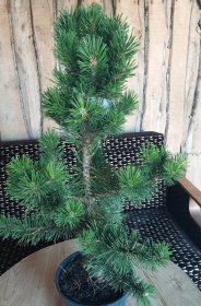 Spygliuotis, pušis "La Cabana", vazonėlio skersmuo 19 cm.