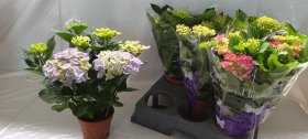 Dekoratyvinis krūmas, hortenzija, įvairios, vazonėlio skersmuo 15 cm.