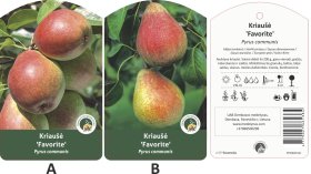 Vaismedis, kriaušė “Favourite” (Pyrus communis)