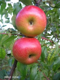 Vaismedis, obelis žieminė "Aldas"