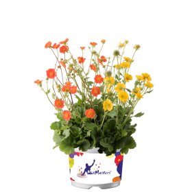 Daugiametė gėlė, žiognagė, įvairios, vazonėlio skersmuo 14 cm.