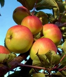 Vaismedis, obelis rudeninė "Beržininkų ananasas"