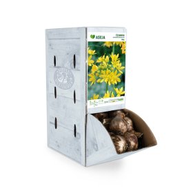 Auksažiedžio dekoratyvinio česnako Moly svogūnėlis ASEJA, 1 vnt., 4/+, Rackbox, 64042004, (R)