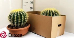 Kambarinis augalas, ežiakaktusis, vazonėlio skersmuo 30 cm.
