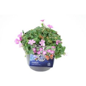 Alpinariumo augalas, dalgutis "Bishops", vazonėlio skersmuo 13 cm.