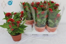 Vienmetė gėlė, celiozija "Twist Strawbe", vazonėlio skersmuo 14 cm.