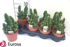 Kambarinis augalas, stulpenis "Florida", vazonėlio skersmuo 12 cm.