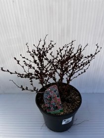 Dekoratyvinis krūmas, raugerškis tunbergo "Artropurpurea Nana", vazonas 2 l.