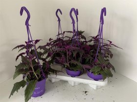 Kambarinis augalas, ginura, vazonėlio skersmuo 12 cm.