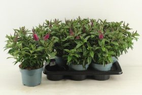 Dekoratyvinis krūmas, hebė "Nikka", vazonėlio skersmuo 17 cm.