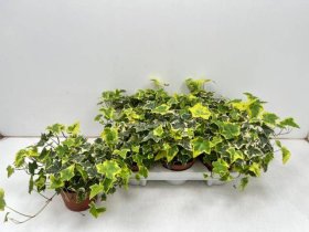 Kambarinis augalas, gebenė "Goldchild", vazonėlio skersmuo 13 cm.