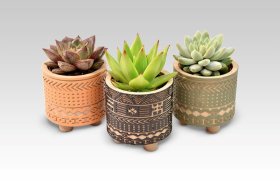 Kambarinis augalas, kalvorė (eševerija), kompozicija, vazonėlio skersmuo 6 cm.