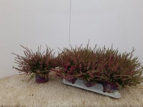 Vienmetė gėlė, viržis "Miessne", vazonėlio skersmuo 12 cm.