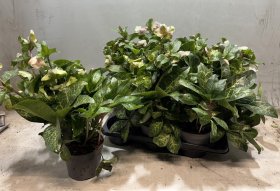 Daugiametė gėlė, eleboras "Pink Princess", vazonėlio skersmuo 17 cm.