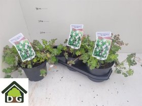 Daugiametė gėlė, snaputis "Cantabrigiense", vazonėlio skersmuo 19 cm.