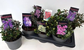 Dekoratyvinis krūmas, rododendras, įvairūs, vazonėlio skersmuo 17 cm.