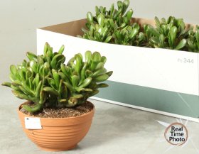 Kambarinis augalas, storalapis "Gollum", vazonėlio skersmuo 17 cm.