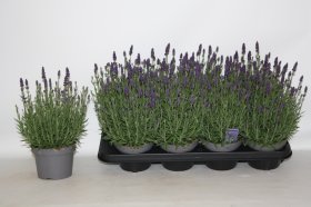 Daugiametė gėlė, levanda "Lav Purple", vazonėlio skersmuo 13 cm.