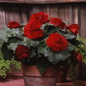 Vienmetė gėlė, begonija gumbinė, vazonėlio skersmuo 14 cm.