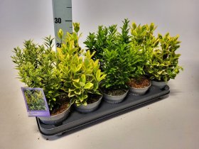 Dekoratyvinis krūmas, ožekšnis, įvairūs, vazonėlio skersmuo 12 cm.