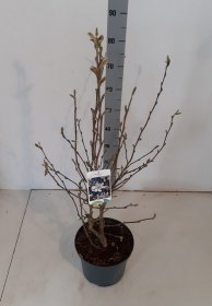Dekoratyvinis medis, magnolija "Stellata", vazonėlio skersmuo 23 cm.