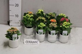 Kambarinis augalas, pilkoji kalankė, vazonėlio skersmuo 7 cm.