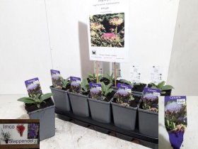 Daugiametė gėlė, artišokas, vazonėlio skersmuo 14 cm.