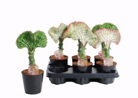 Kambarinis augalas, karpažolė, vazonėlio skersmuo 12 cm.