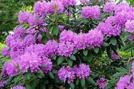 Dekoratyvinis krūmas, rododendras, įvairios veislės, vazonas 2 l.