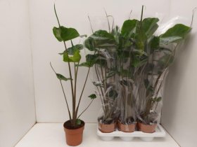 Kambarinis augalas, alokazija "Stingray", vazonėlio skersmuo 17 cm.