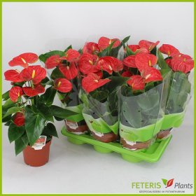 Kambarinis augalas, antūris, vazono skersmuo 17 cm.