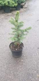Sidabrinė eglė (Picea pungens) auginta vazone, aukštis 40-60 cm.
