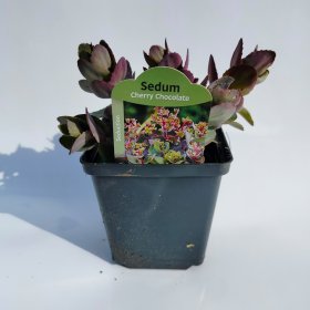 Alpinariumo augalas, šilokas "Cherry Chocolate", vazono skersmuo 11 cm.