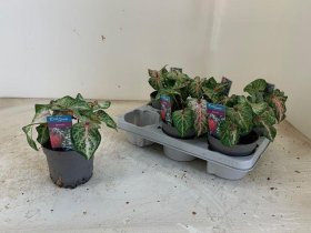 Kambarinis augalas, kaladis, vazonėlio skersmuo 13 cm.