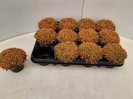 Kambarinis augalas, granadinė nertera (kompozicija), vazonėlio skersmuo 9 cm.