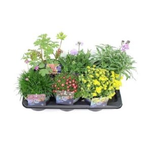 Alpinariumo augalas, daugiametis, vazono skersmuo 17 cm.