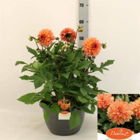 Vienmetė gėlė, jurginas "Garden Peach", vazonėlio skersmuo 27 cm.