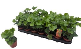 Vijoklinis augalas, raganė "Hibernica", vazonėlio skersmuo 9 cm.