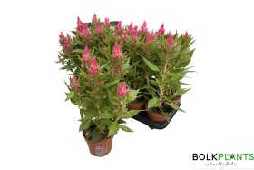 Vienmetė gėlė, celiozija "Pink", vazonėlio skersmuo 12 cm.