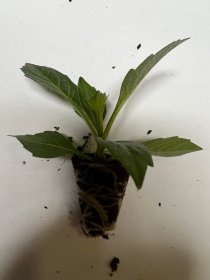 Vienmetės gėlės daigelis, margagraižis jurginas "Dahlietta Surprise Paula"