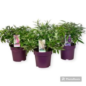 Dekoratyvinis krūmas, budlėja "Buttefly Candy", vazonėlio skersmuo 23 cm.