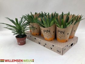 Kambarinis augalas, tukvis stambialapis, vazonėlio skersmuo 10 cm.