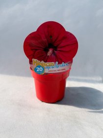 Daugiametė gėlė, kinrožė "Carousel Red Wine", vazonas 2 l.